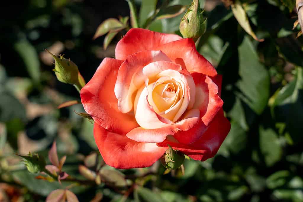 Un primo piano dei Gemelli rosso-arancio si stagliava sullo sfondo di un giardino verde