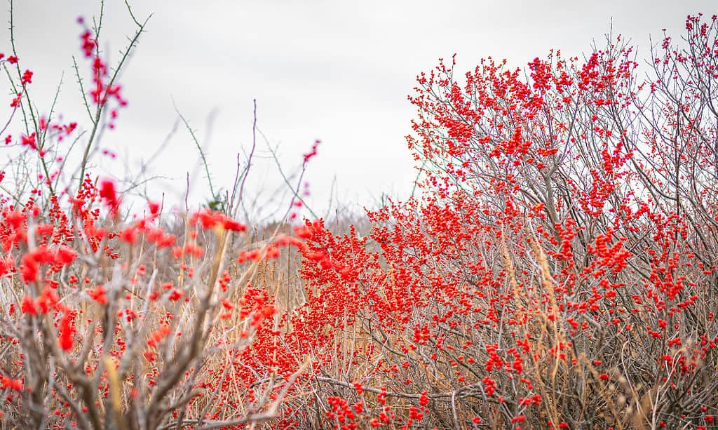 Agrifoglio Winterberry, Fotografia, Autunno, Colore foglia d'autunno, Sfondi