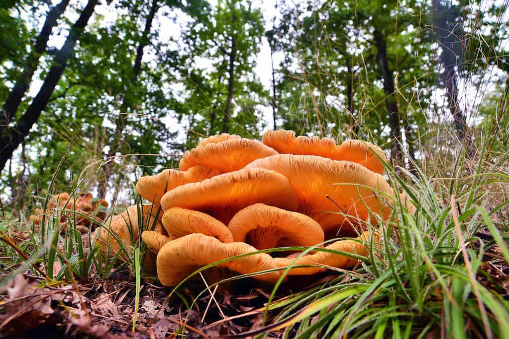Omphalotus illudens, grappolo di funghi jack-o'lantern