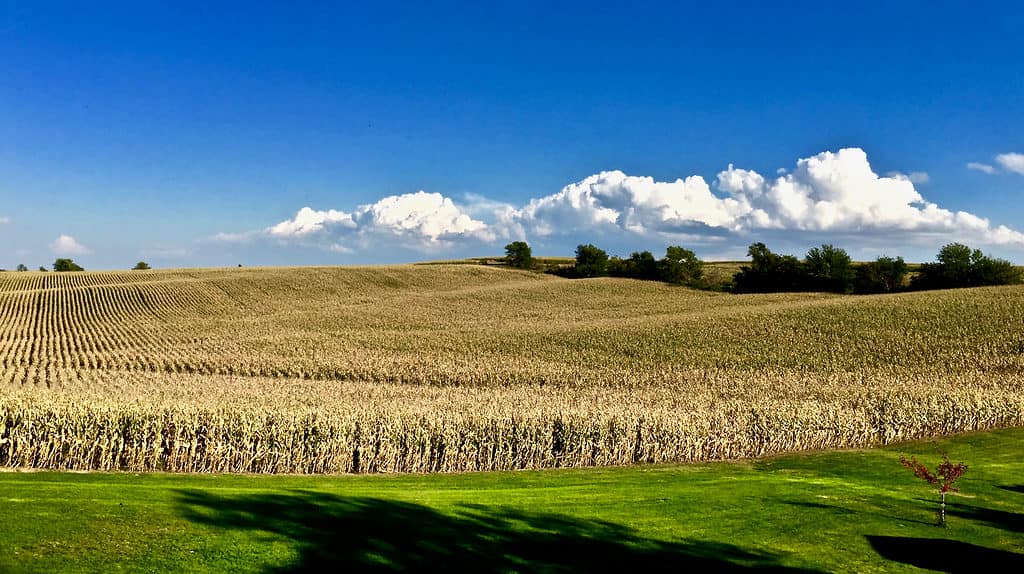 Paesaggio dell'Iowa nella contea di Tama