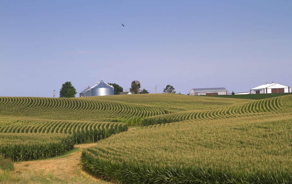 Campo di mais in Iowa con cielo blu e fabbricati agricoli sullo sfondo