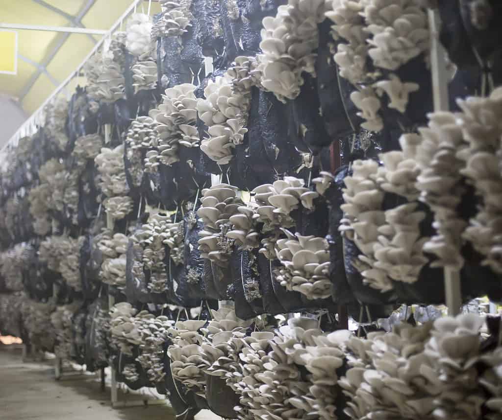 Funghi di ostrica coltivati