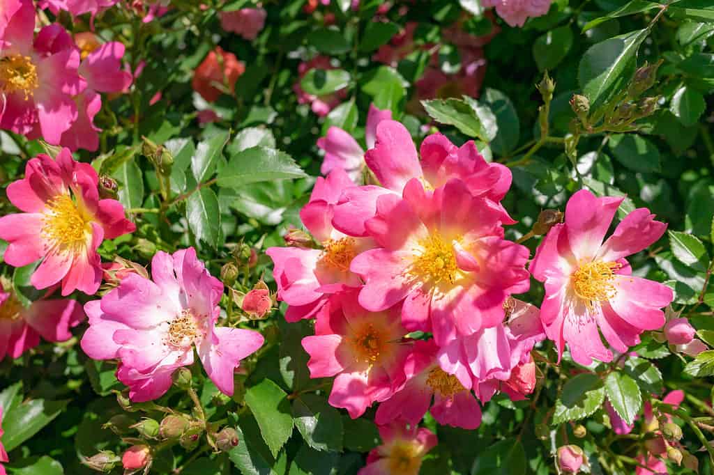 Un primo piano dei fiori rosa e gialli della rosa Drift rosa