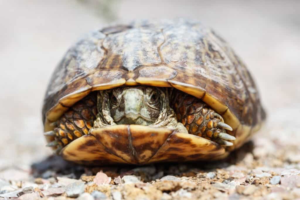 tartaruga scatola ornata nel suo guscio