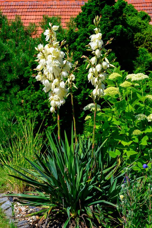 Piccola Saponaria