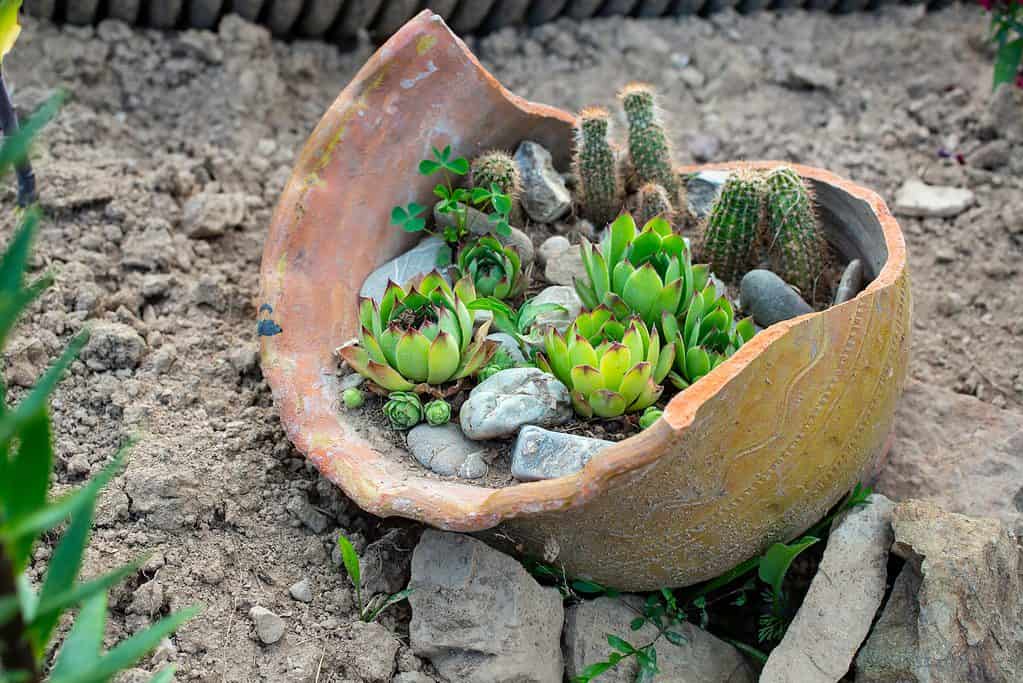 Piante succulente in un grande vaso di ceramica rotto.
