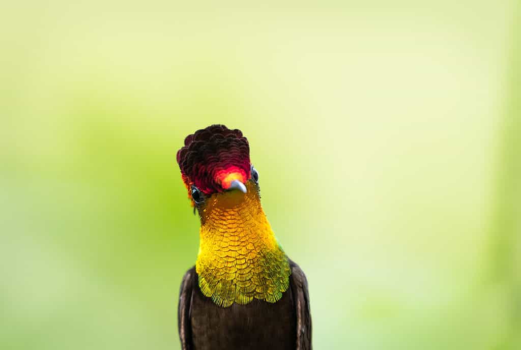 colibrì topazio