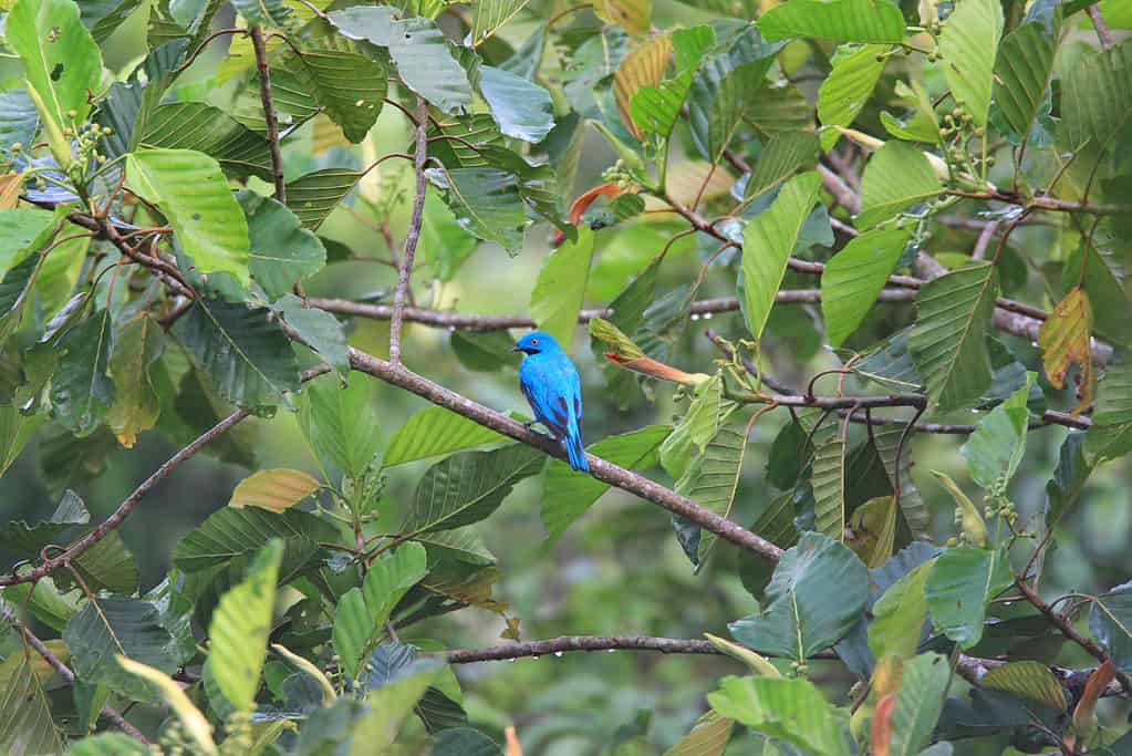 cotinga dalla gola di prugna