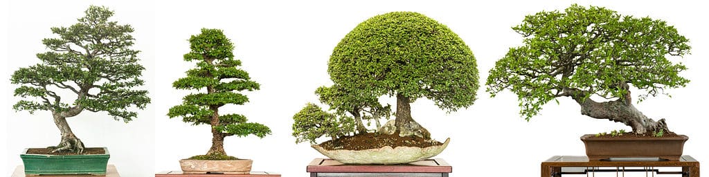 Storia e Origine dei Bonsai