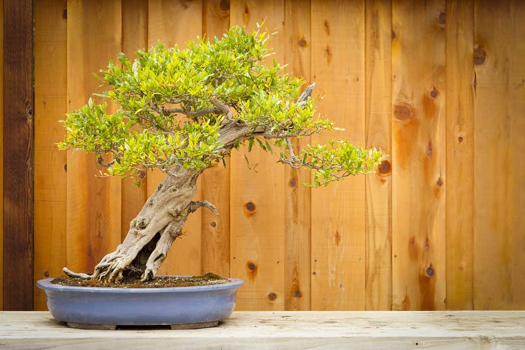 Storia e Origine dei Bonsai