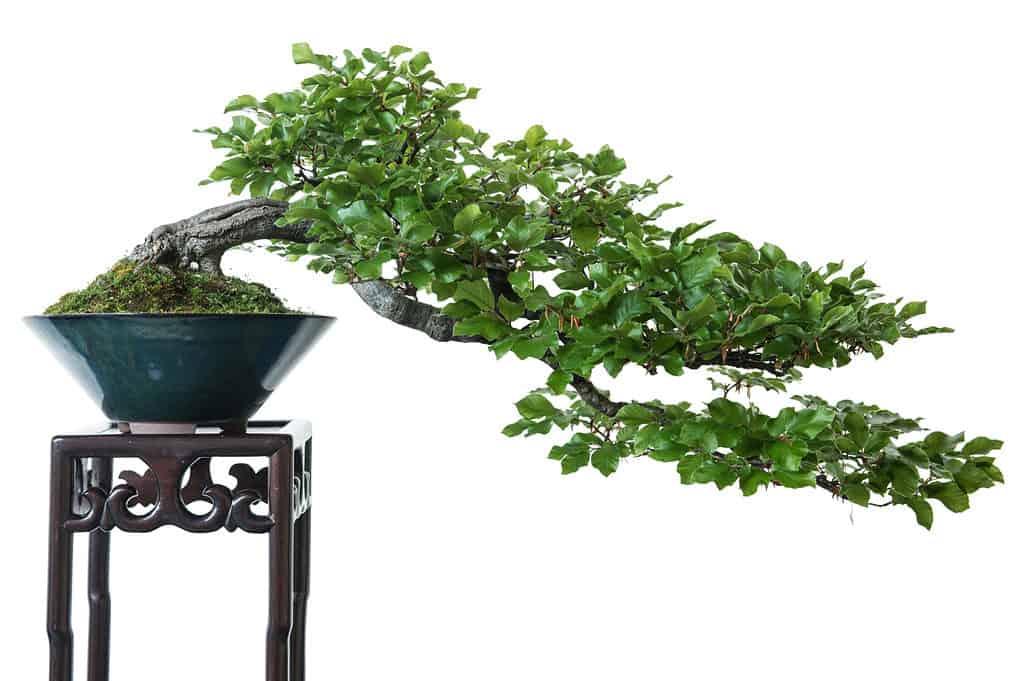 Storia e Origine dei Bonsai