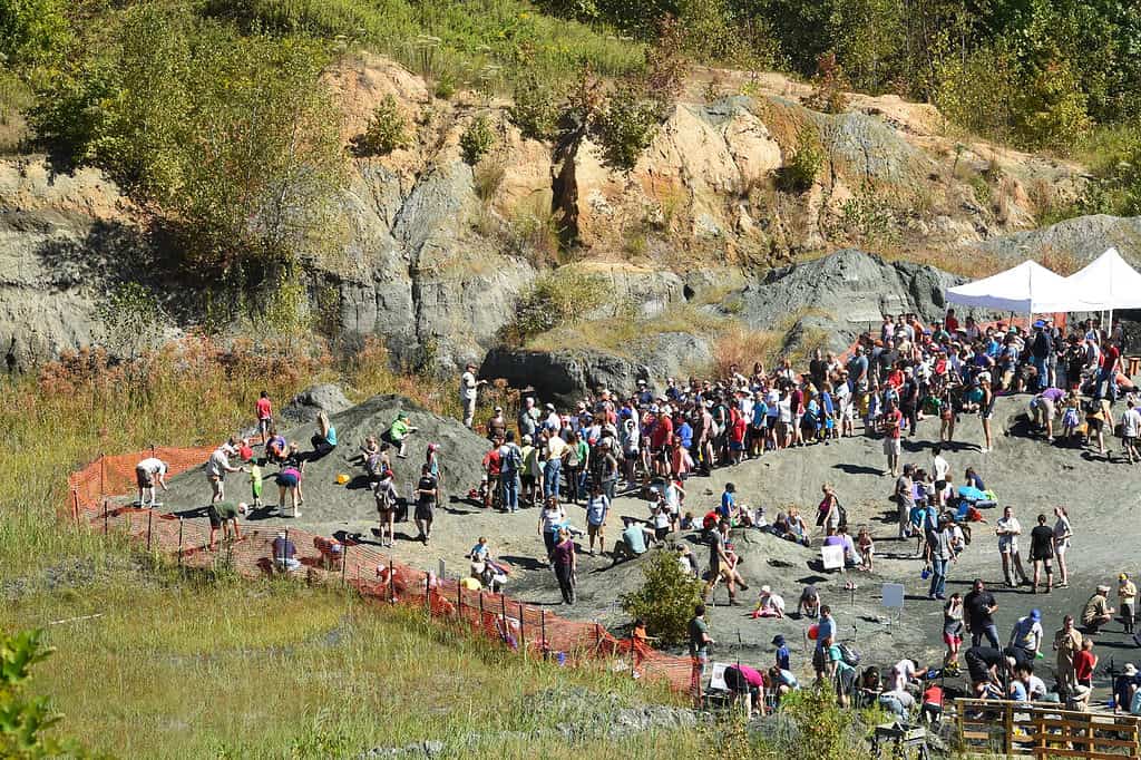 I fossili di dinosauro possono essere trovati all'Edelman Fossil Park nel New Jersey