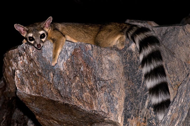 Italiano: Ringtail a Phoenix, Arizona -- http://www.RobertBody.com