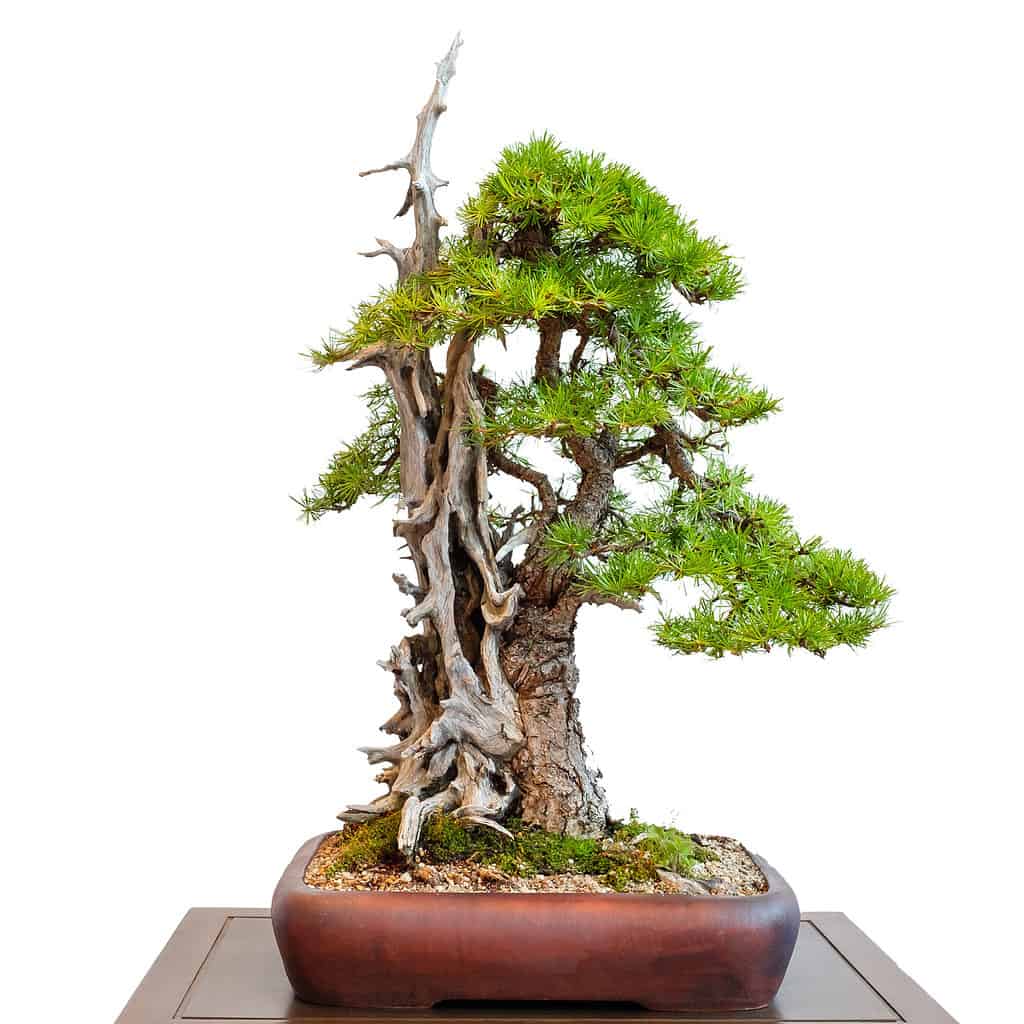 Bonsai legno morto