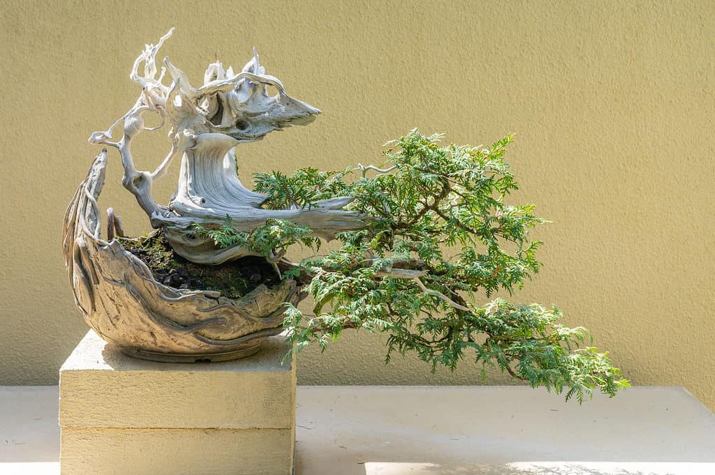 Bonsai legno morto