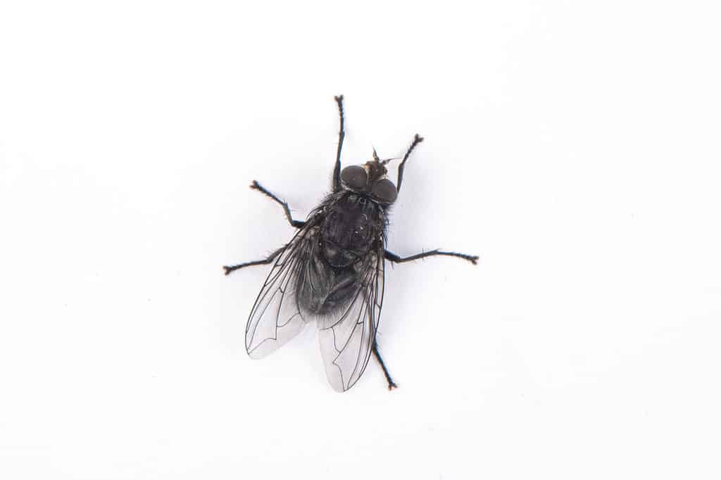 mosca nera o mosca nera
