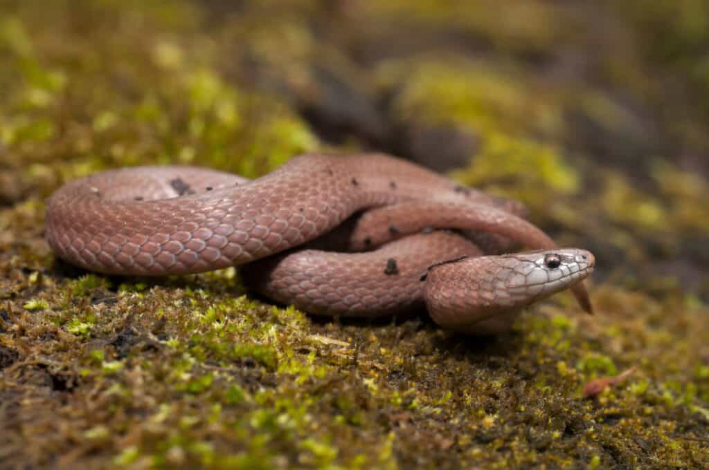 Serpente di terra liscio