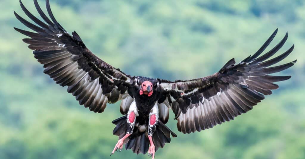Avvoltoio testarossa in volo