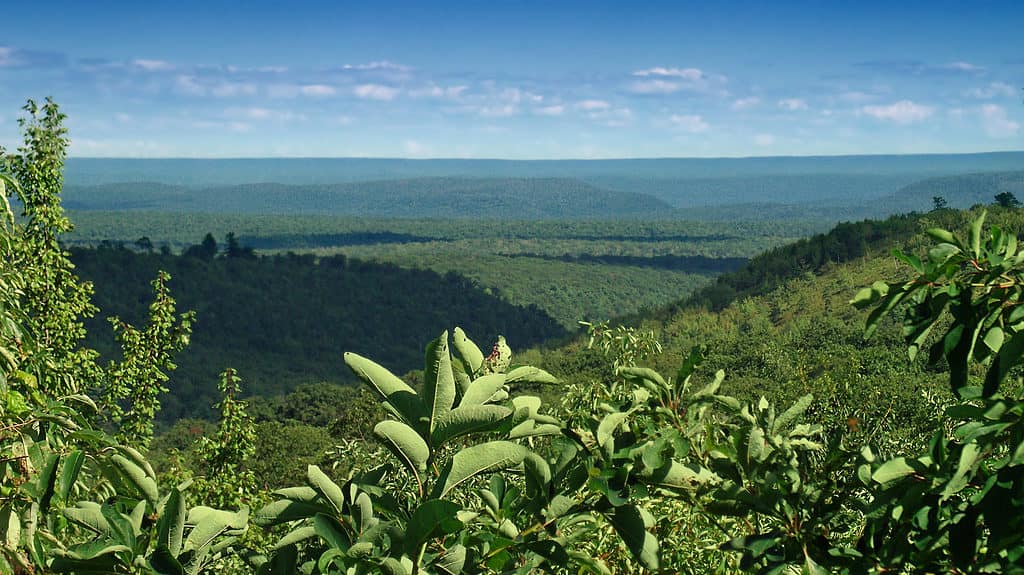 Foresta demaniale di Sproul