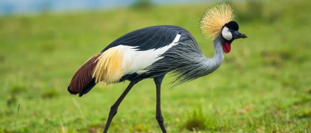 Animali in Uganda