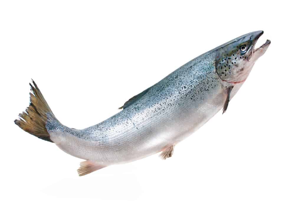 Salmone atlantico su sfondo bianco