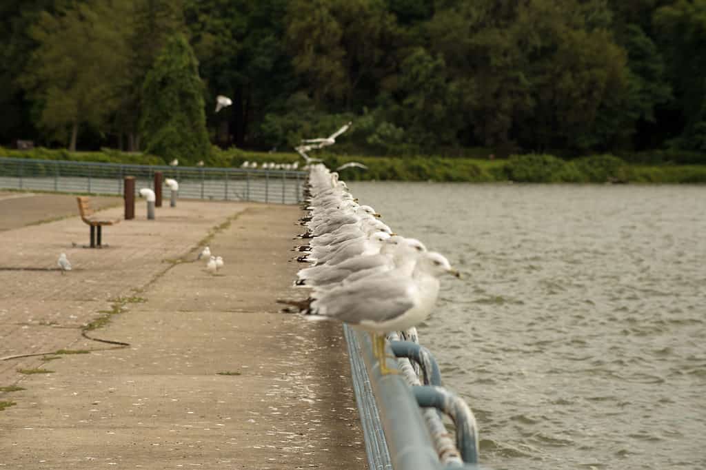 Gabbiani al bacino idrico di Pymatuning in Ohio