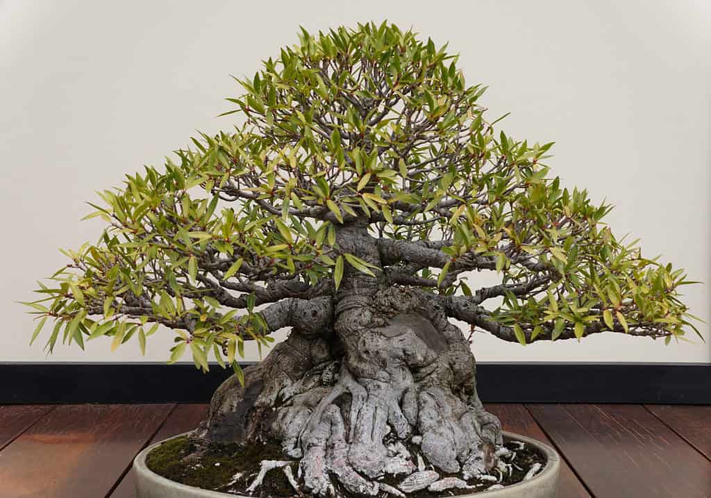Bonsai costosi