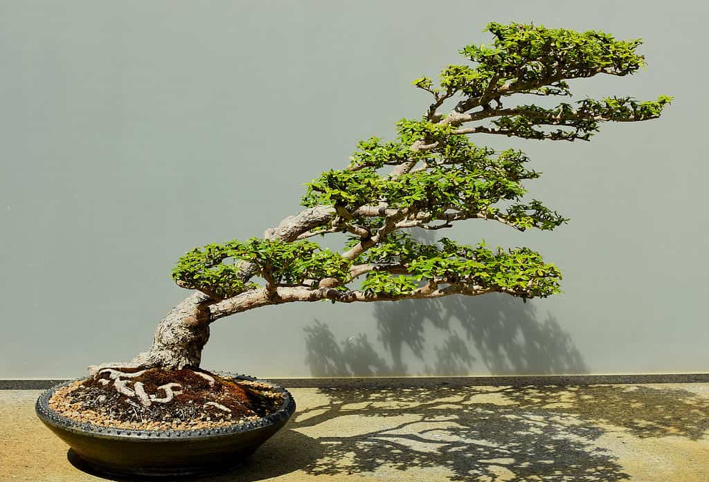 Bonsai costosi