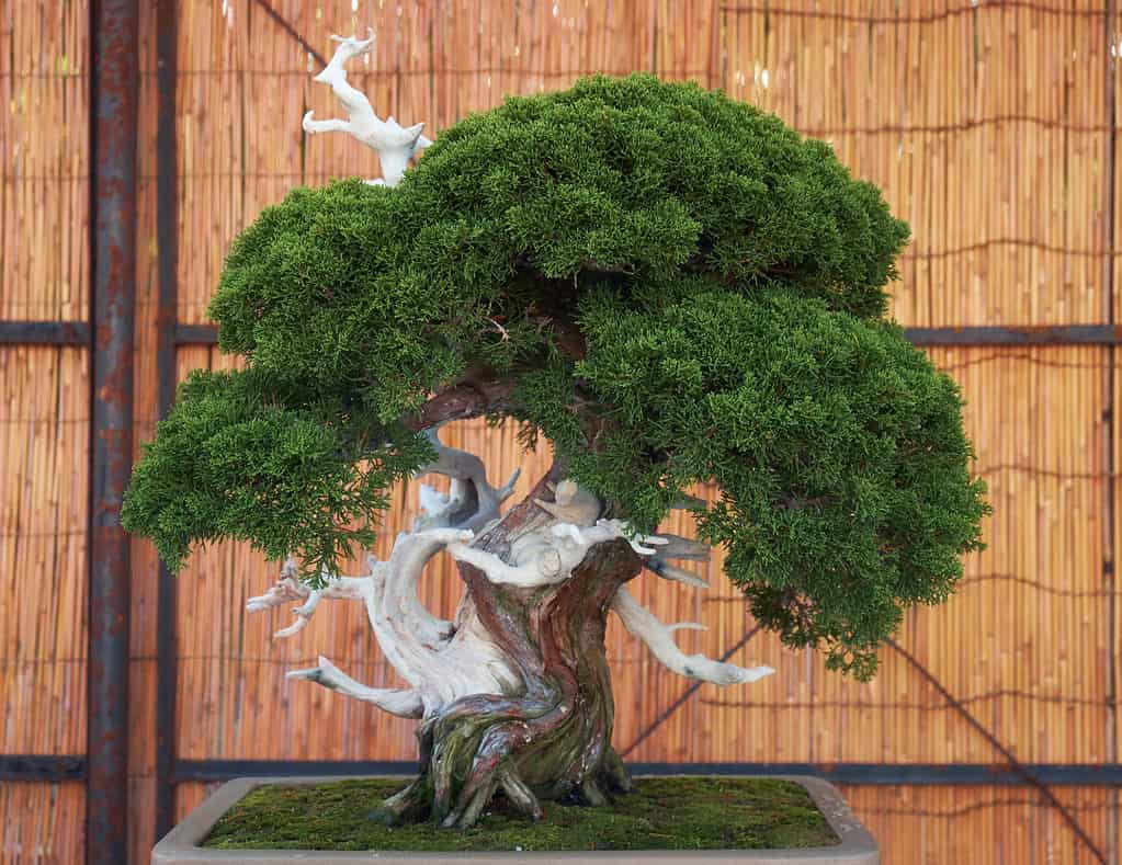 Bonsai costosi