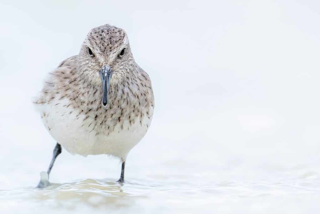 Sandpiper groppone bianco