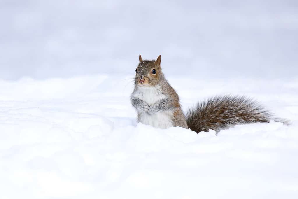 Scoiattolo grigio orientale nella neve