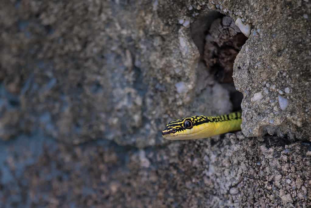 Serpente che esce dalla tana della brumazione invernale.