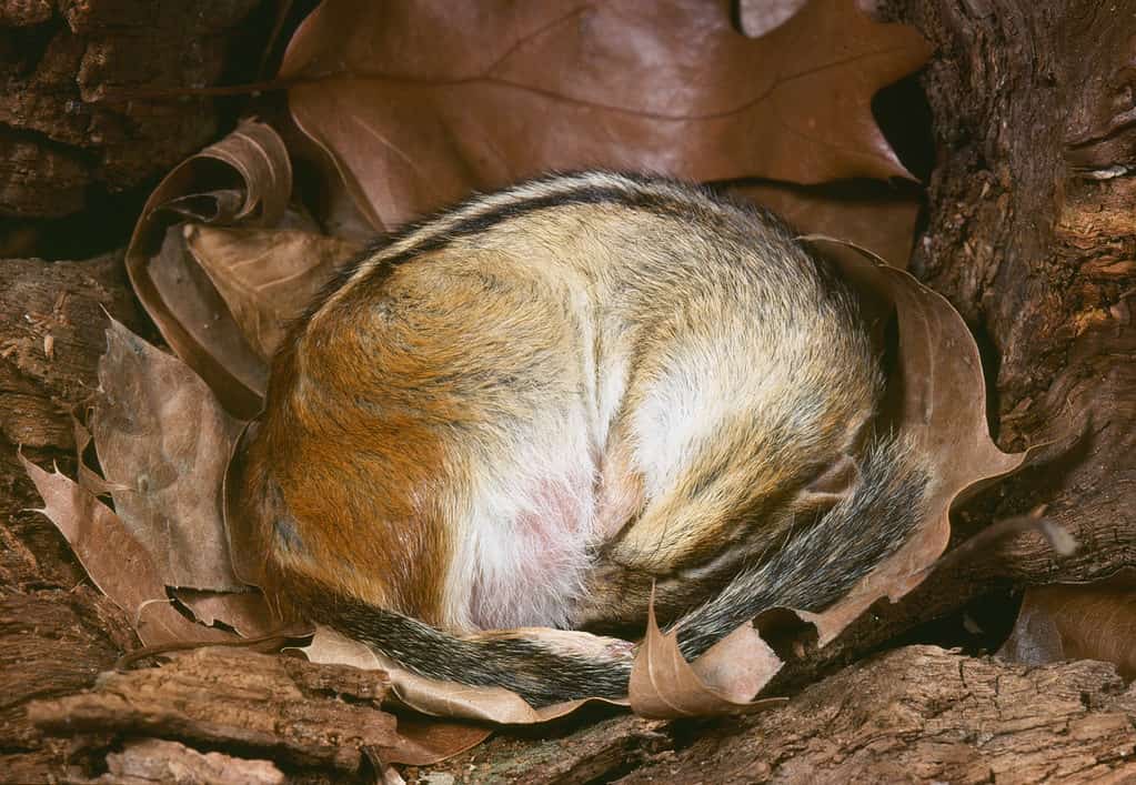 Chipmunk orientale nel torpore