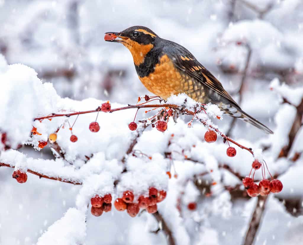 Tordo che mangia una bacca nella neve