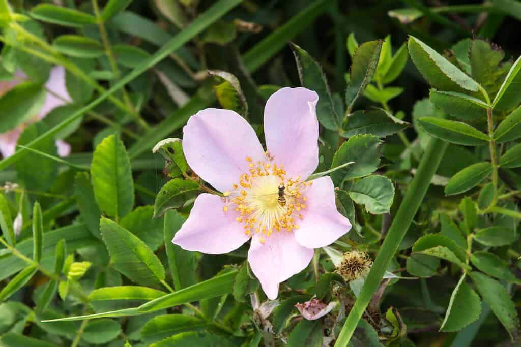 Rosa carolina, o rosa Carolina, che cresce in un giardino immerso nel verde