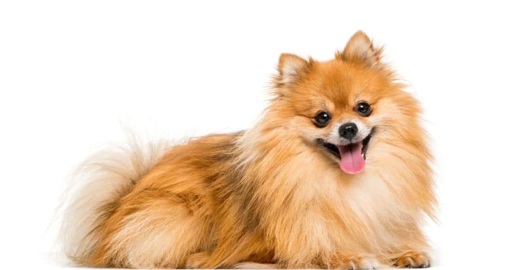 Cane Pomerania