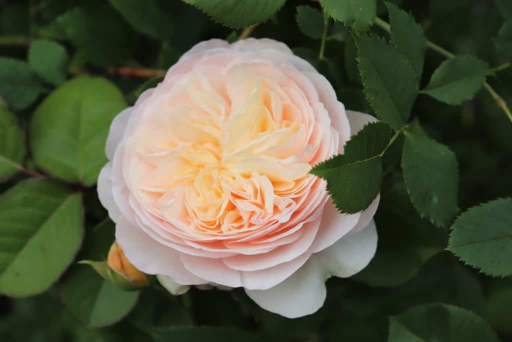 Un primo piano della rara rosa Juliet con morbidi petali rosa-grigio