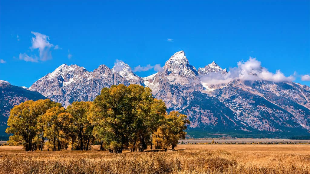 Gli alberi di pioppo delle pianure iniziano a cambiare dal verde al giallo a settembre, con la catena montuosa del Grand Teton innevata sullo sfondo. Jackson Hole, Wyoming.