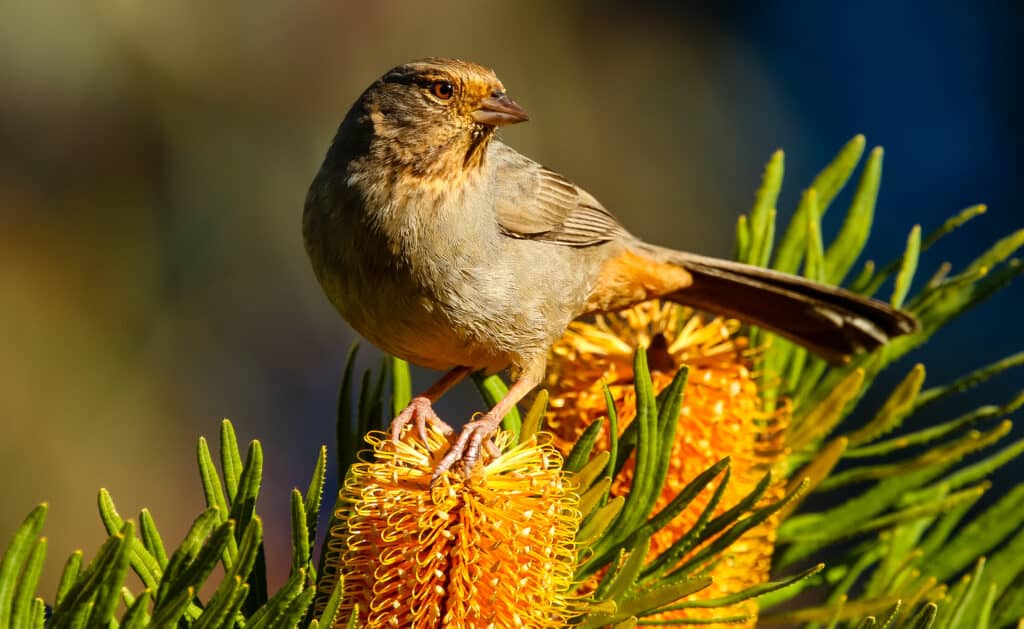 California Towee