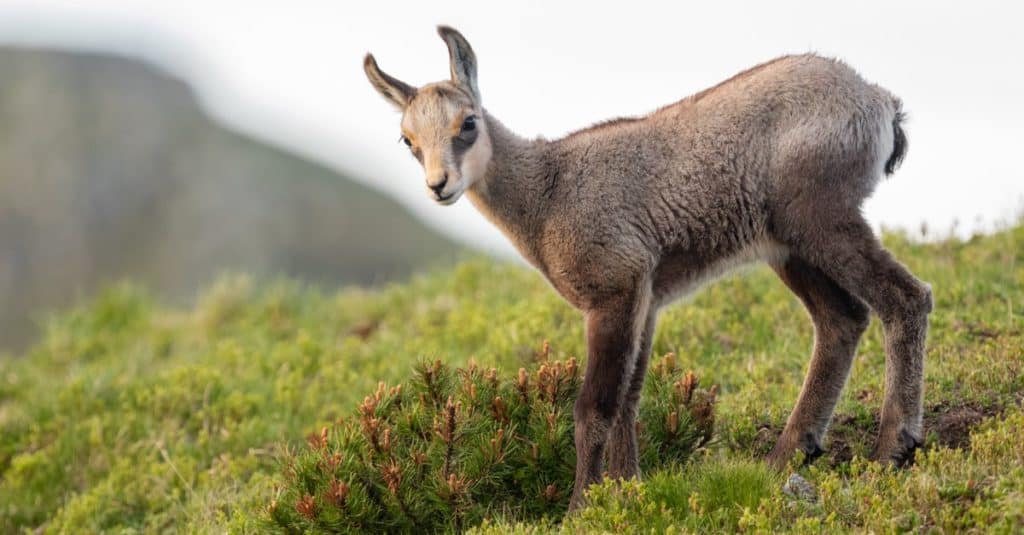 Cucciolo di camoscio in piedi sul prato di montagna