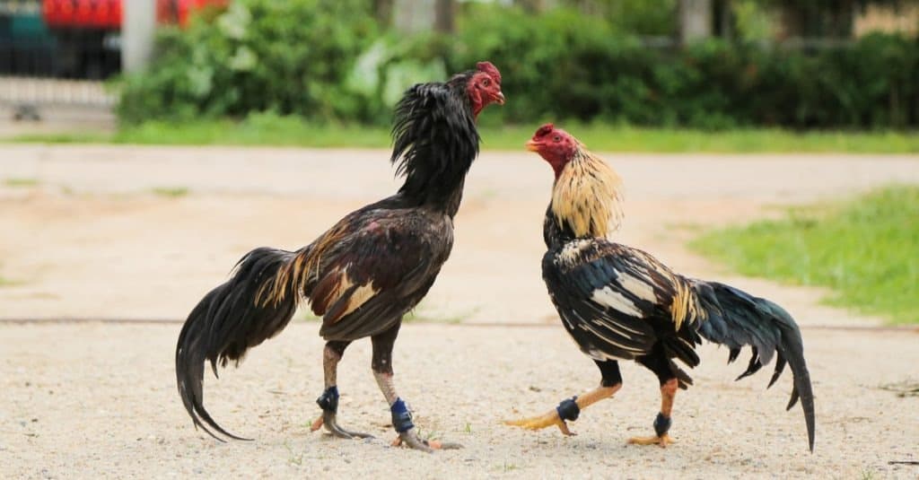 Pollo: i gamecock stanno combattendo