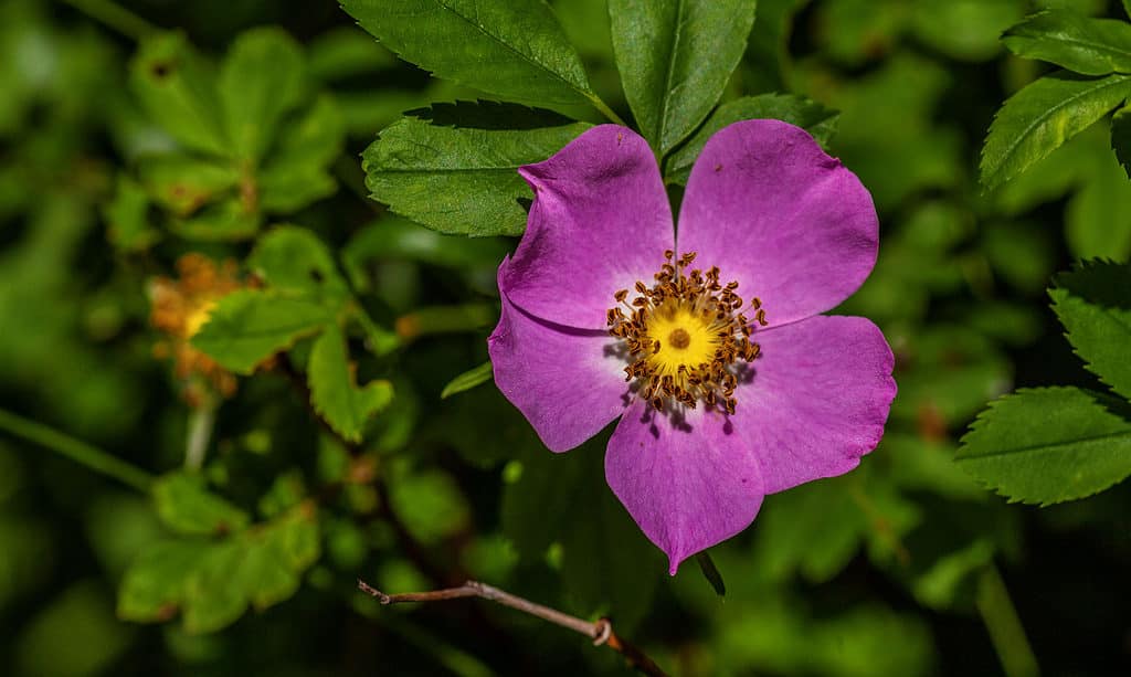 Rose - Fiore, bellezza, bellezza naturale, fiore, botanica
