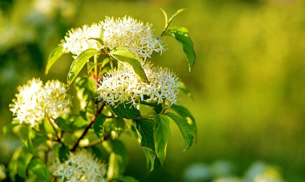 Corniolo Pagoda (Cornus alternifolia)