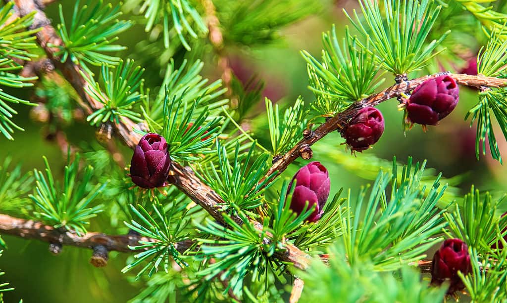 Tamarack