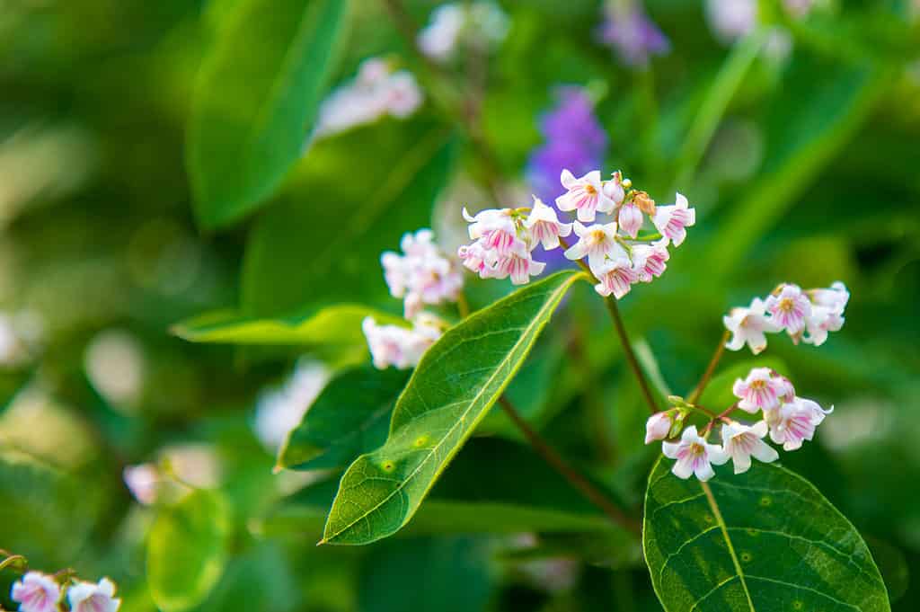 Apocynum androsaemifolium