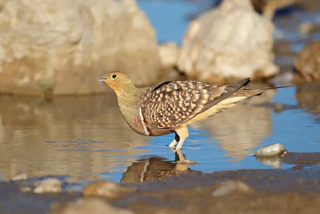 Namaqua sandgrouse (Pterocles namaqua) acqua potabile, deserto Kalahari, Sud Africa