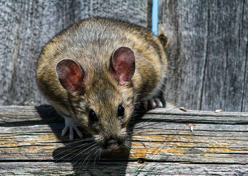 Woodrat dalla coda folta