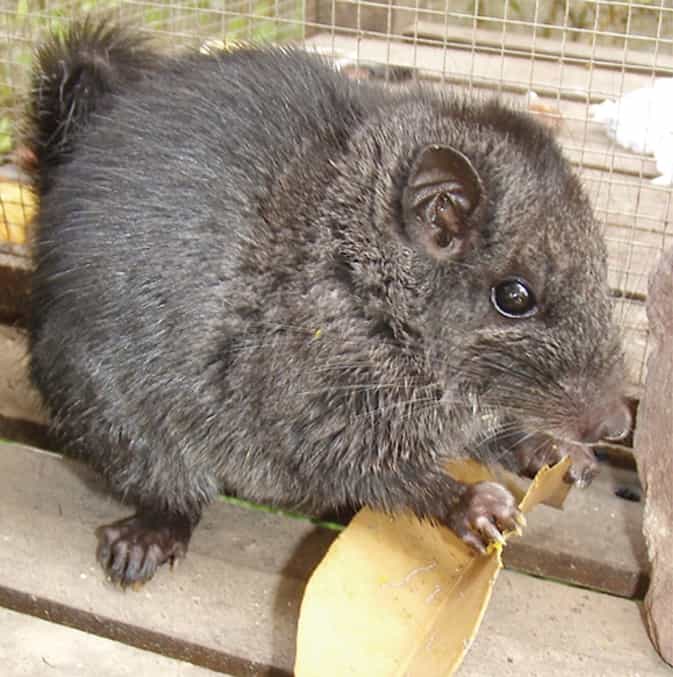 Ratto di roccia laotiano