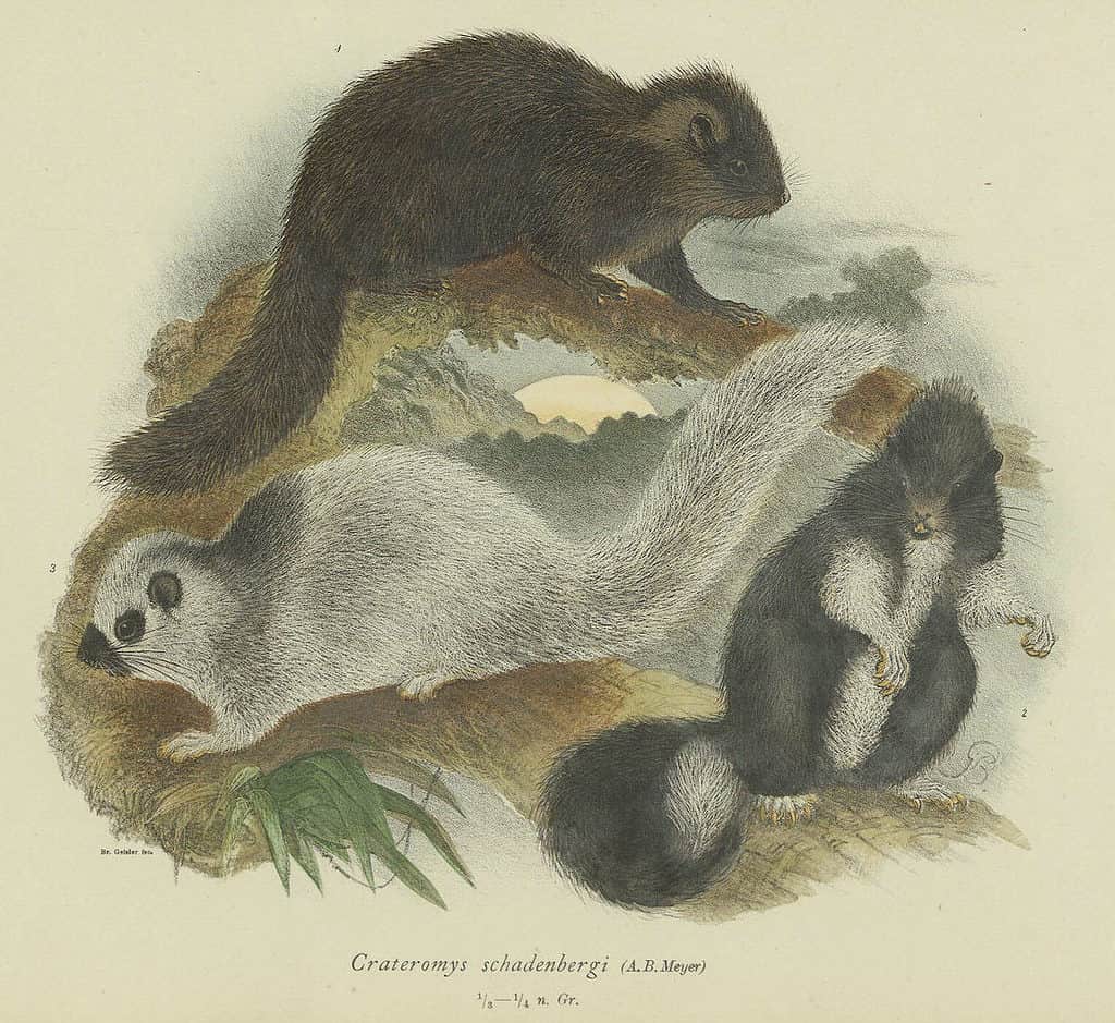 Ratto delle nuvole gigante dalla coda folta
