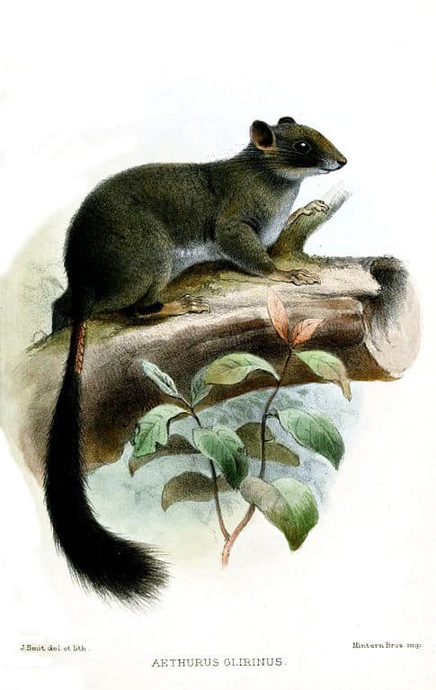 Camerun Scaly-Coda